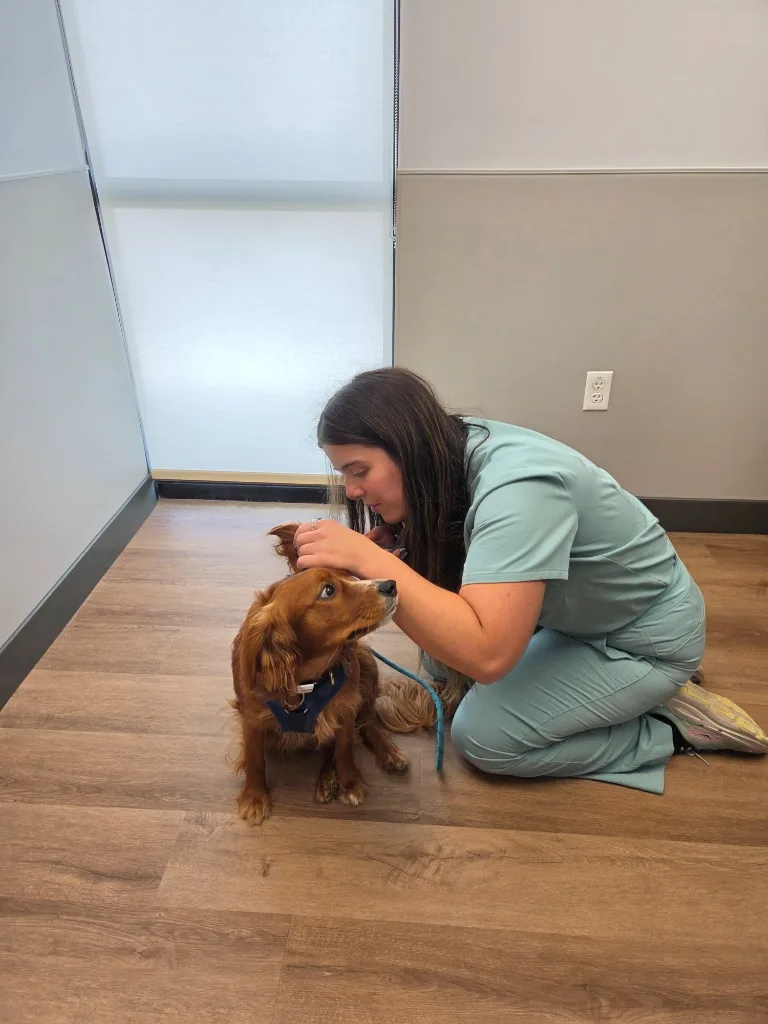 AKC Canine Good Citizen handling evaluation in progress