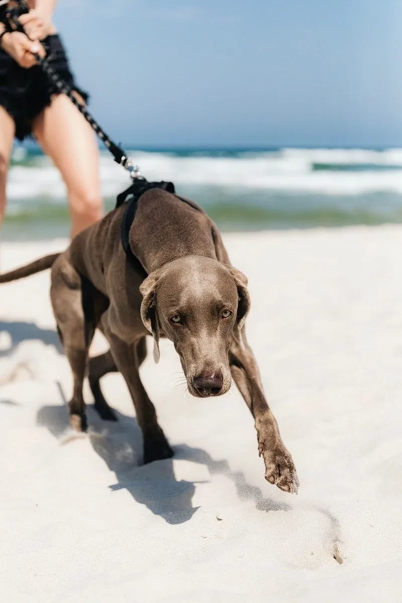 A Weimaraner pulling on its leash along the beach