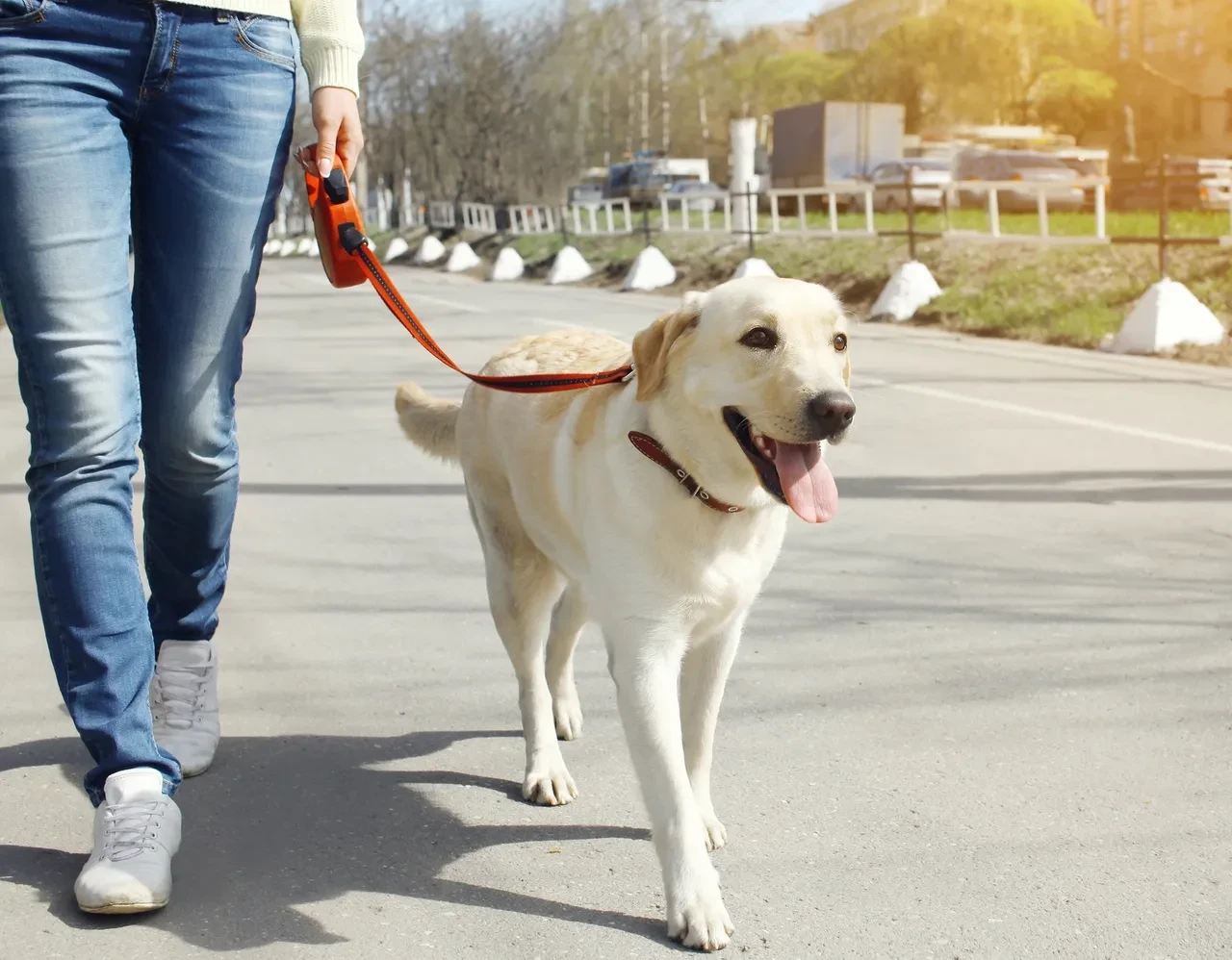 A yellow Labrador retriever walking on a loose leash beside its handler