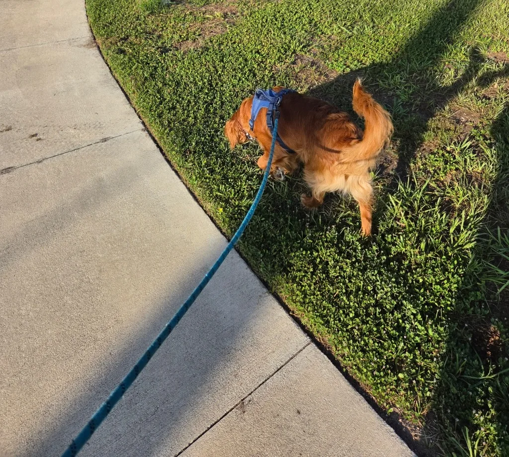 Golden retriever on a decompression sniffari walk on a Tampa sidewalk