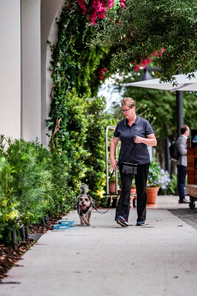 Heide Maglott leading a guided community pack walk with dogs on loose leashes