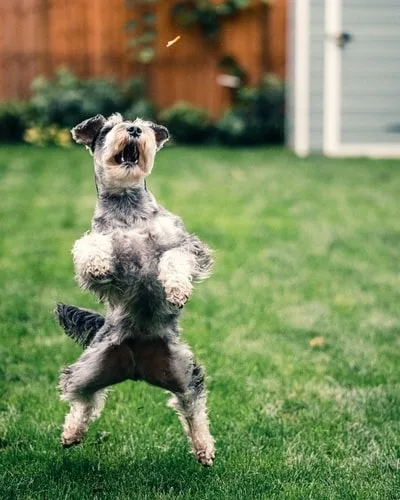 Schnauzer catching a treat mid-air during a positive reinforcement session
