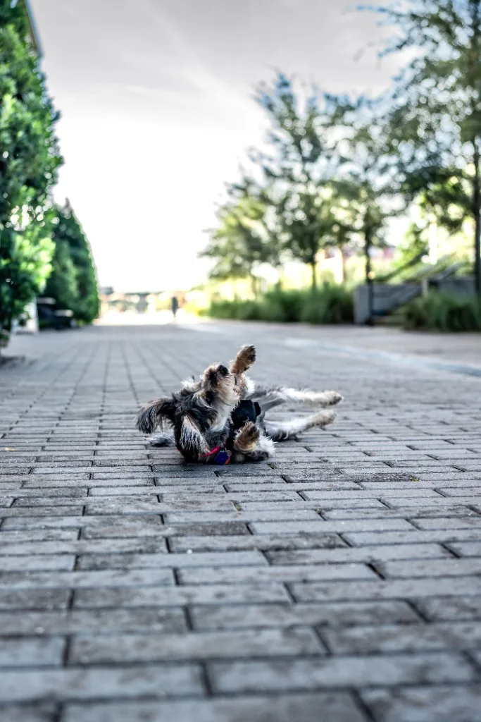 Happy schnauzer rolling on his back, relaxed and confident